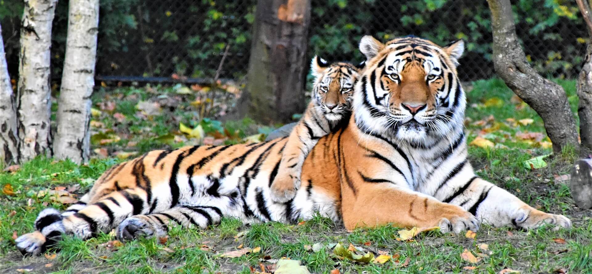 What is the golden tiger? Is it a new type of tiger? If so, how did it come  about? - Quora
