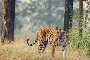 21 Facts about Tigers you need to know - Wild Golden Tigers